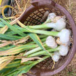 Elefantenknoblauch – die riesigen Knollen im Garten anbauen
