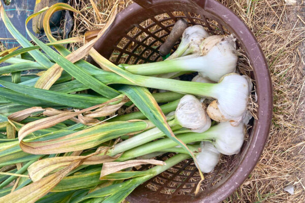 Elefantenknoblauch Ernte im Korb