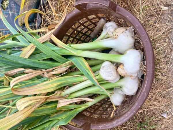 Elefantenknoblauch – die riesigen Knollen im Garten anbauen