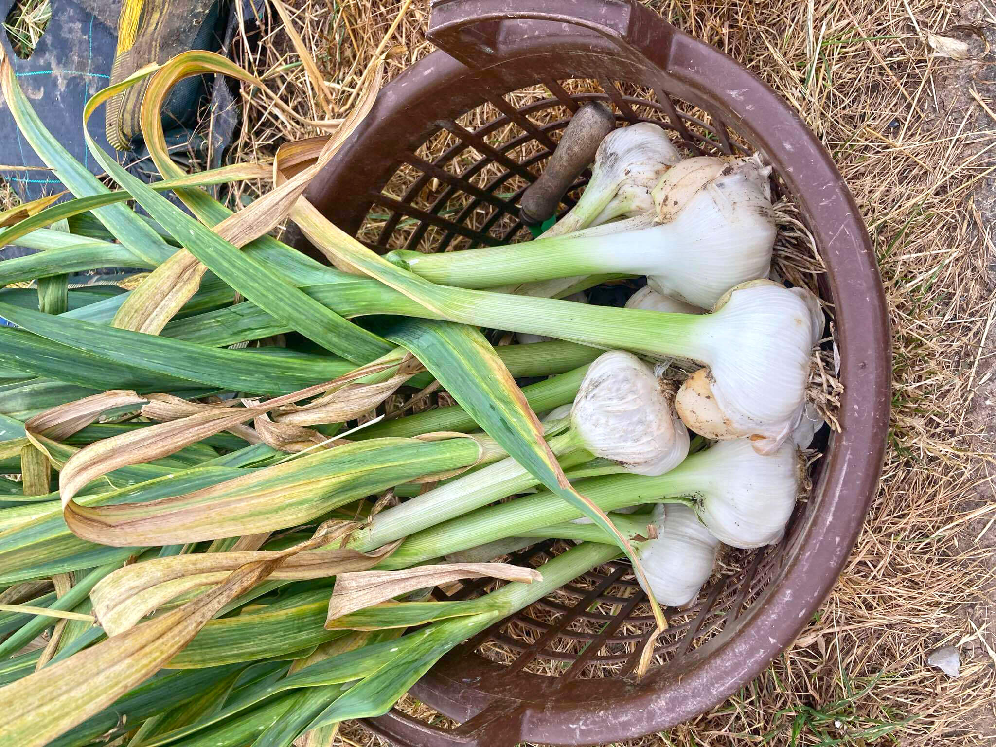 Elefantenknoblauch – die riesigen Knollen im Garten anbauen