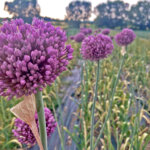 Violette Blüten vom Elefantenknoblauch