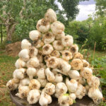 Elefantenknoblauch Ernte