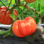 Ochsenherz Tomate