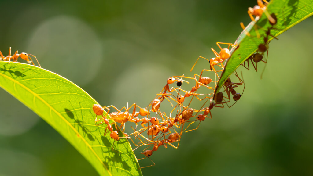 10 bemerkenswerte Fakten – was Sie noch nicht über Ameisen wussten