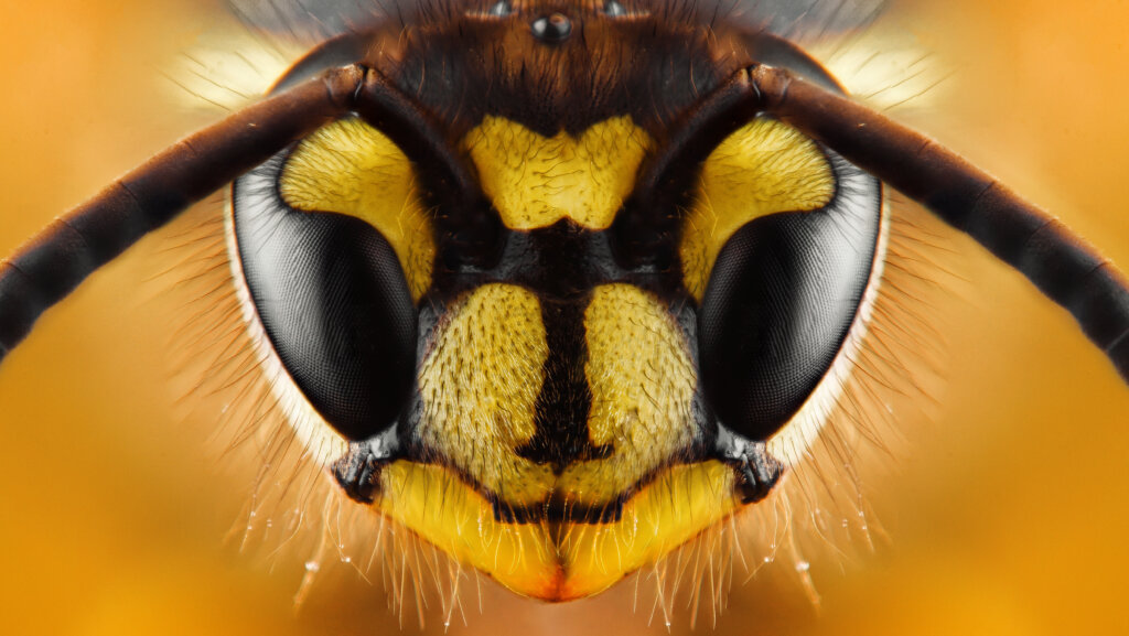 10 eindrucksvolle Fakten – was Sie noch nicht über Bienen wussten