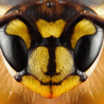 10 eindrucksvolle Fakten – was Sie noch nicht über Bienen wussten