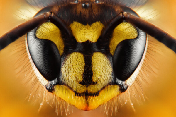 Bienen