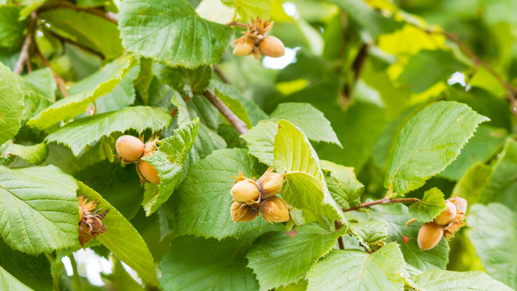 Heimische Pflanzen: Die Haselnuss