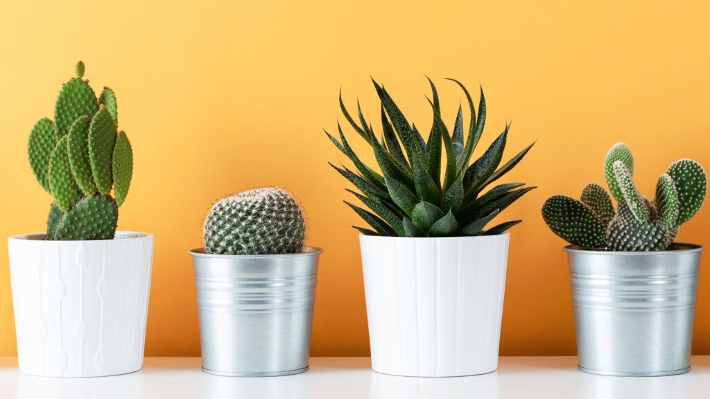 Die Faszination von Kakteen als Zimmerpflanzen