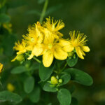 Johanniskraut