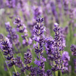 Lavendel