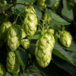 Hopfen