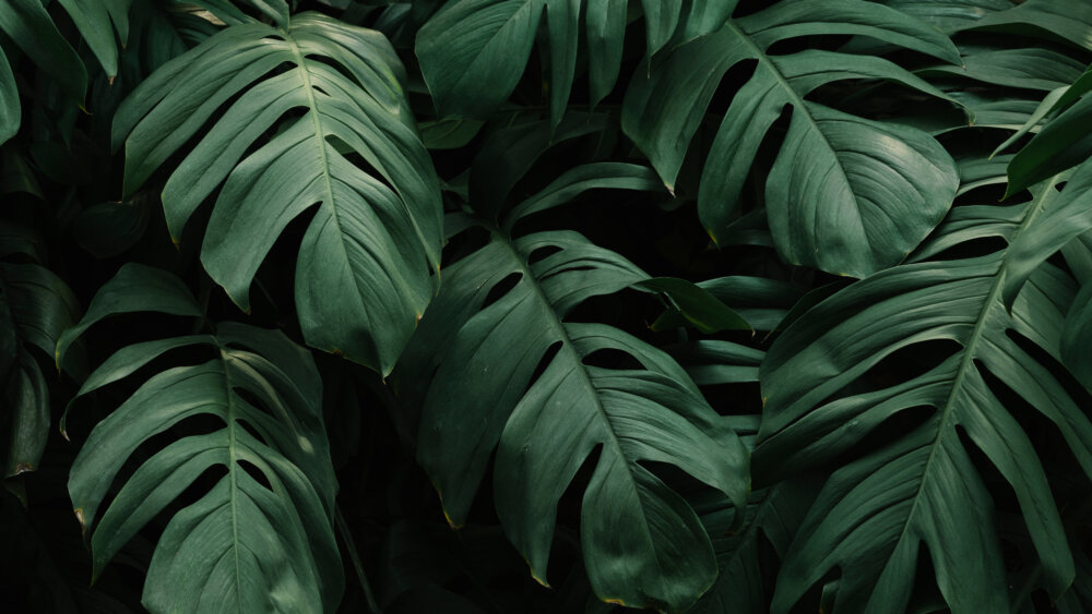 Monstera
