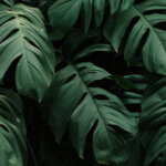 Monstera – Die beliebteste Zimmerpflanze