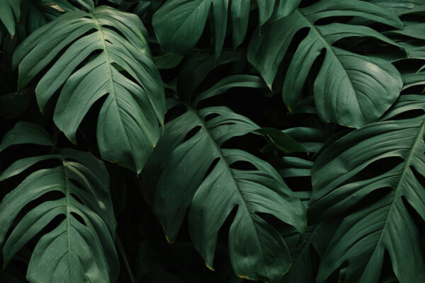 Monstera