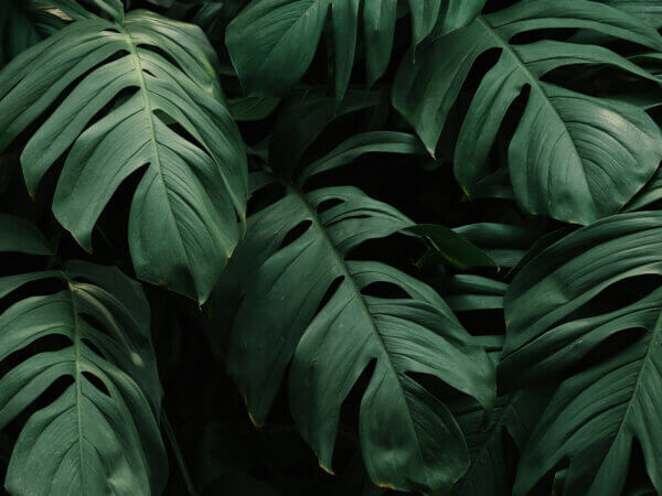 Monstera – Die beliebteste Zimmerpflanze