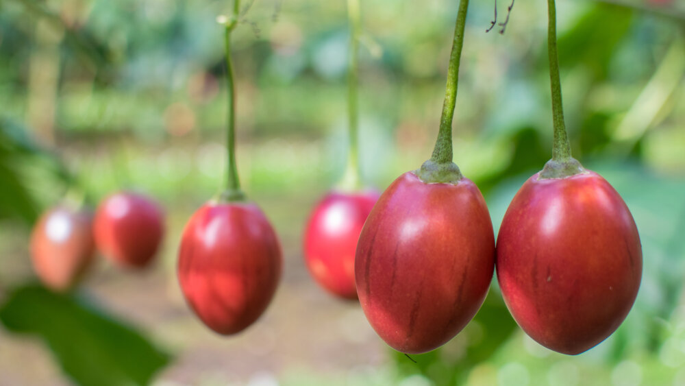 Tamarillo