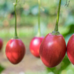Tamarillo – die Baumtomate mit dem ganz besonderen Geschmack