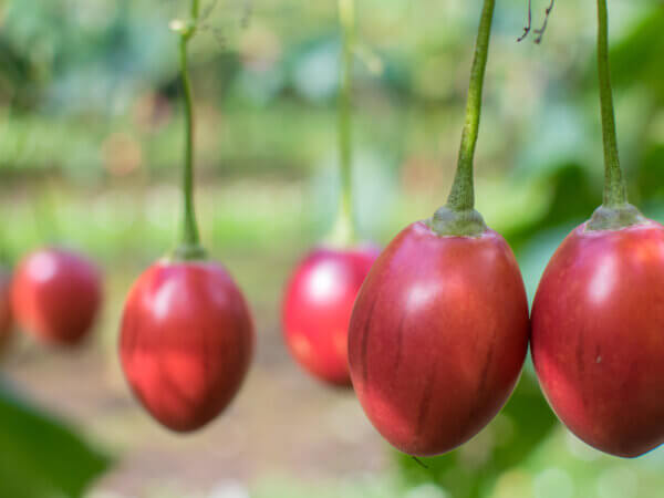 Tamarillo – die Baumtomate mit dem ganz besonderen Geschmack