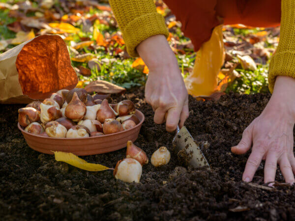 Blumenzwiebeln – diese 10 Pflegefehler sollten Sie vermeiden