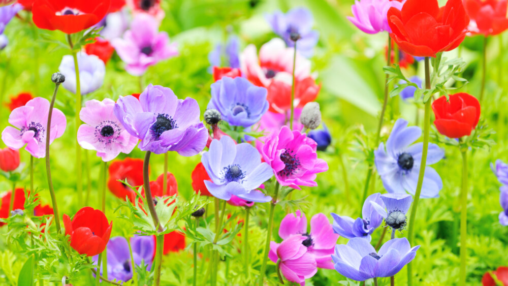 Anemone
