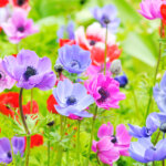 Anemonen – farbenfroh durch Frühling und Herbst