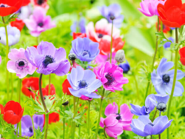 Anemonen – farbenfroh durch Frühling und Herbst