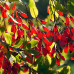 Alte Obstsorten – kennen Sie die Berberitze?