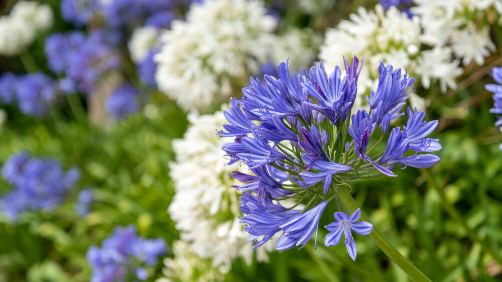 blau und weiße Blumen