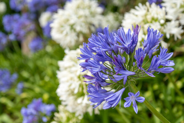 blau und weiße Blumen