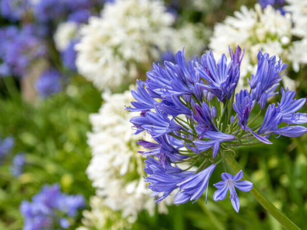 Blumenbeete in Blau-Weiß – romantisch, harmonisch, unschuldig