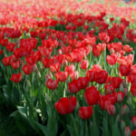 Tulpen