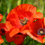 Mohn