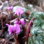 Winter-Alpenveilchen