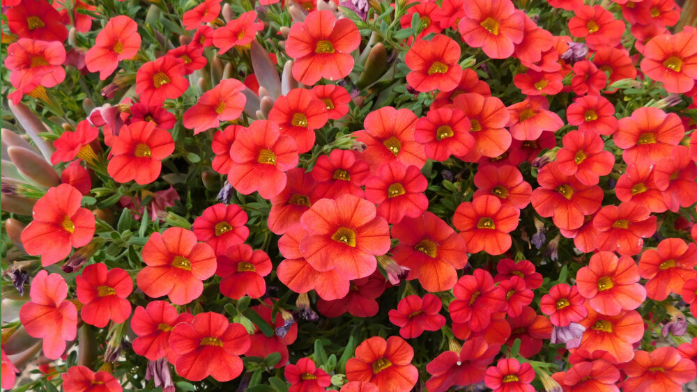rote Blumen