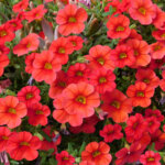 Blumenbeete in Rot – Liebe, Romantik, Energie