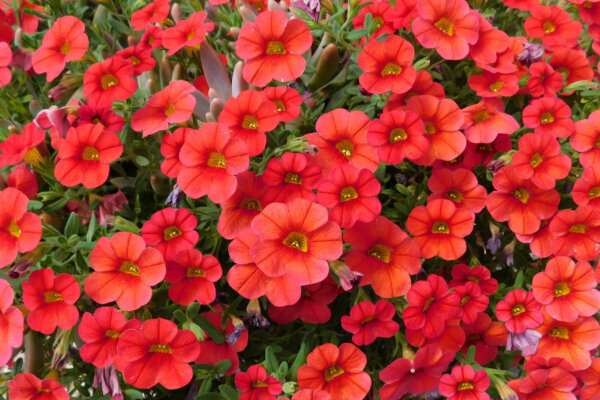 rote Blumen