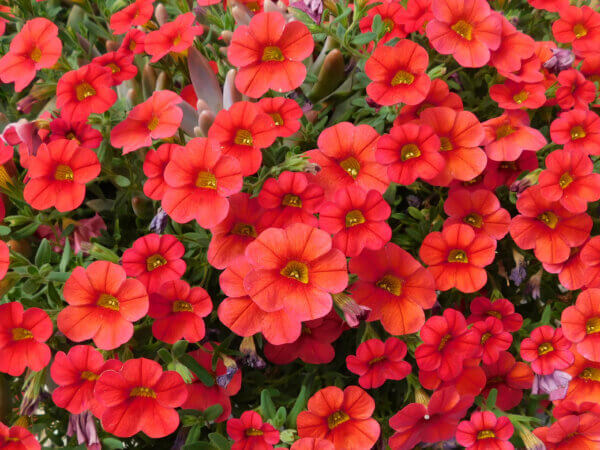 Blumenbeete in Rot – Liebe, Romantik, Energie