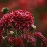 Dahlien