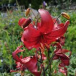 Feuerlilien