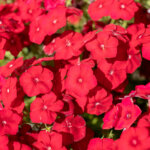 Phlox