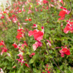 Herbst-Salbei