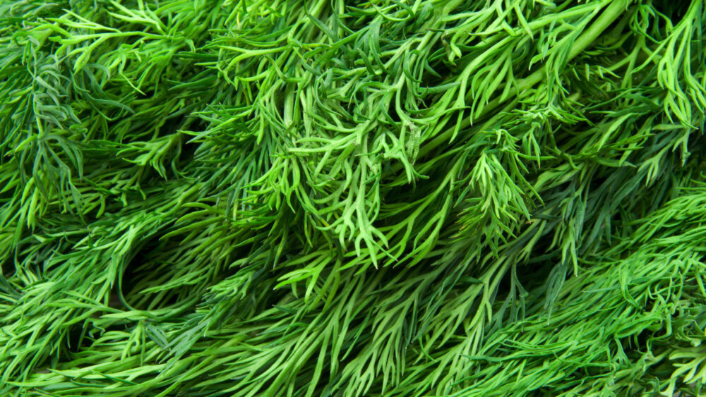 Dill