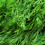 Dill – das Kraut nicht nur für Gurken