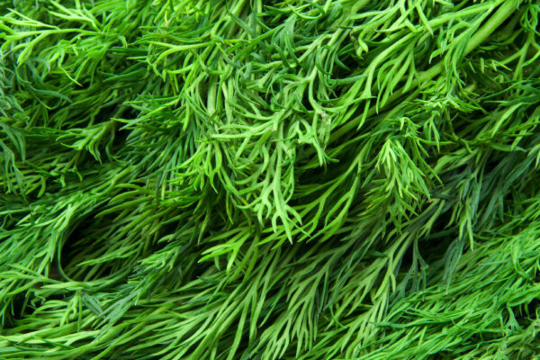 Dill
