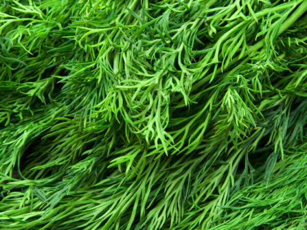 Dill – das Kraut nicht nur für Gurken