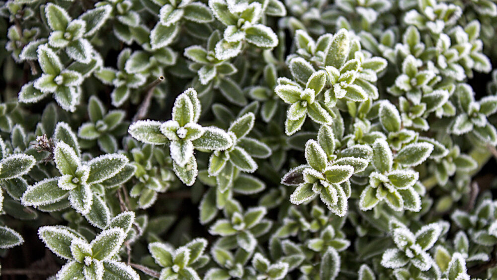 Kräuter Januar