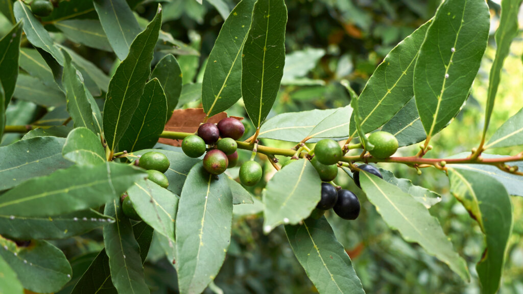 Lorbeer aus dem Garten: Tipps zum Anbau und zur Pflege