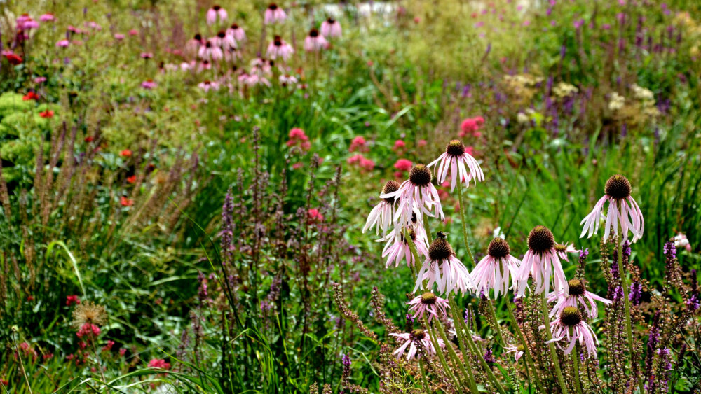 Präriegarten