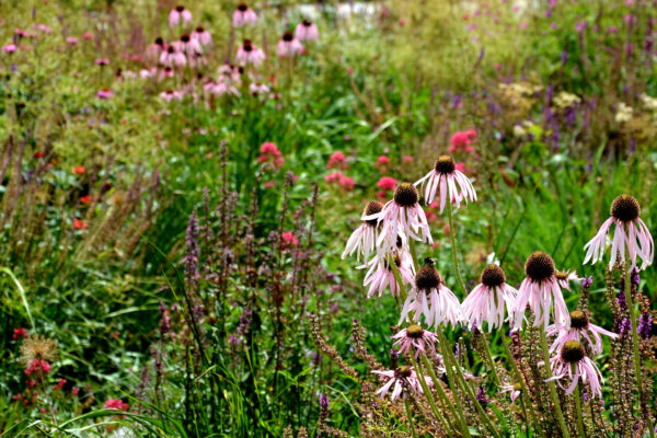 Präriegarten